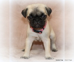 Small Photo #31 Pug Puppy For Sale in WINNSBORO, TX, USA