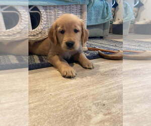 Golden Retriever Puppy for sale in PALM COAST, FL, USA