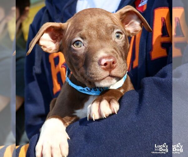 Medium Photo #5 Labrador Retriever-Retriever  Mix Puppy For Sale in Washington, DC, USA