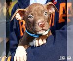 Small #4 Labrador Retriever-Retriever  Mix