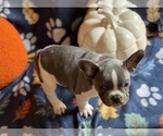 Small #2 French Bulldog