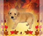 Puppy Bluey Golden Retriever