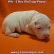 Small Photo #184 Dogo Argentino Puppy For Sale in JANE, MO, USA