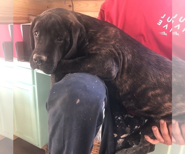 Medium Photo #1 Mastiff Puppy For Sale in BRANTLEY, AL, USA