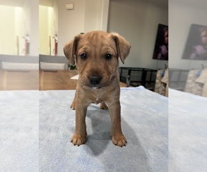 Havashire-Miniature Bull Terrier Mix Puppy for sale in MURRIETA, CA, USA