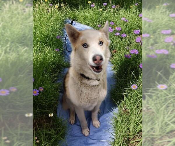 Medium Photo #1 Siberian Husky Puppy For Sale in Bakersfield, CA, USA