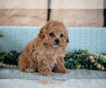 Small Photo #14 Poodle (Miniature)-ShihPoo Mix Puppy For Sale in SUGARCREEK, OH, USA