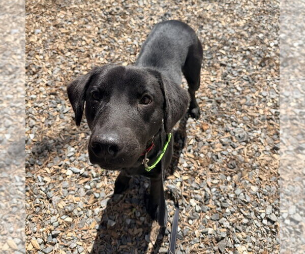Medium Photo #4 Labrador Retriever-Unknown Mix Puppy For Sale in Boston, MA, USA