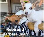 Small #1 Chihuahua Mix