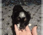 Small #2 Miniature Australian Shepherd