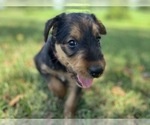 Small Photo #9 Airedale Terrier Puppy For Sale in MOUNT JULIET, TN, USA