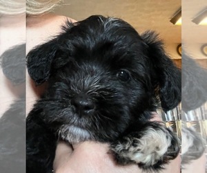Schnauzer (Miniature) Puppy for sale in MURFREESBORO, TN, USA