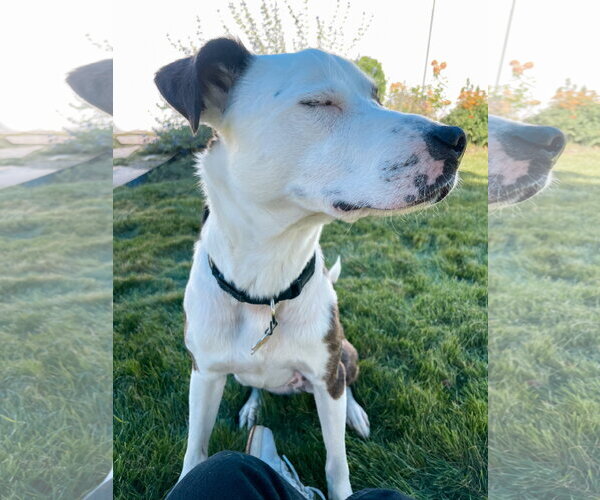 Medium Photo #10 Mutt Puppy For Sale in Sandy, UT, USA