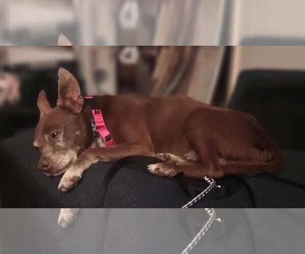 Medium Photo #3 Chihuahua-Unknown Mix Puppy For Sale in New London, WI, USA