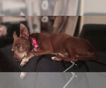 Small #2 Chihuahua Mix