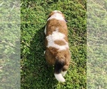Small Photo #50 Saint Bernard Puppy For Sale in TURLOCK, CA, USA