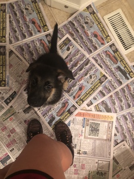 Medium Photo #9 German Shepherd Dog Puppy For Sale in FALCON, CO, USA