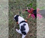 Small Photo #10 Dachshund Puppy For Sale in CHOCTAW, OK, USA