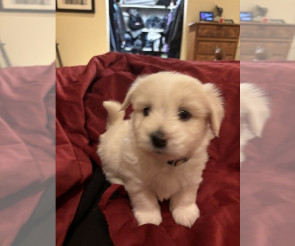 Medium Photo #24 Coton de Tulear Puppy For Sale in BIG RAPIDS, MI, USA