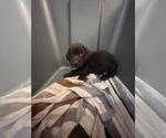 Small Photo #8 Labrador Retriever Puppy For Sale in RIVERVIEW, FL, USA