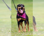 Small #3 Rottweiler