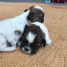Shih Tzu Puppy for sale in SPARKS, NV, USA