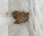 Small Photo #6 Yorkshire Terrier Puppy For Sale in LA SIERRA, CA, USA
