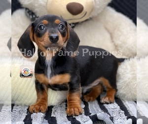 Dachshund Puppy for sale in LOUDONVILLE, OH, USA
