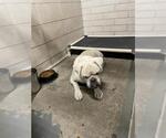 Small American Bulldog