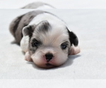 Small #1 Shih Aussie
