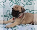 Small Photo #5 Pug Puppy For Sale in CHARLOTT HALL, MD, USA