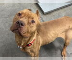 Small Dogue de Bordeaux Mix