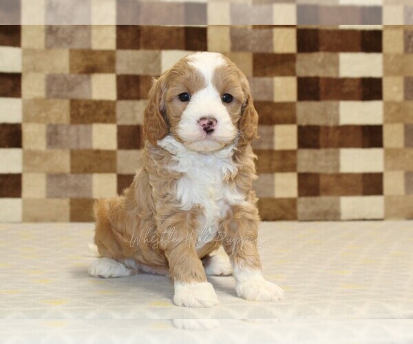 Medium Photo #4 Bernedoodle (Miniature)-Cavapoo (Miniature) Mix Puppy For Sale in DENVER, PA, USA