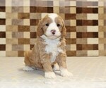 Small #3 Bernedoodle (Miniature)-Cavapoo (Miniature) Mix