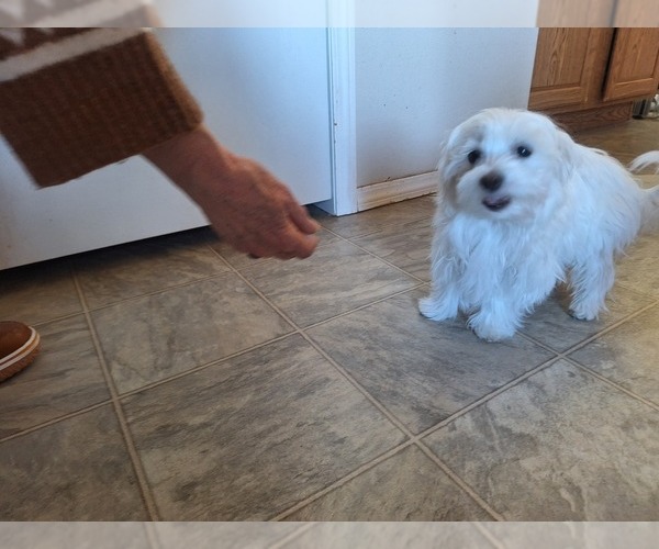 Medium Photo #11 Maltese Puppy For Sale in BEAR RIVER, WY, USA