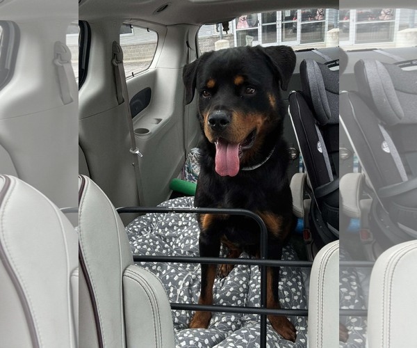 Medium Photo #3 Rottweiler Puppy For Sale in Germantown, OH, USA