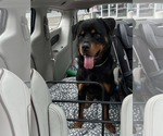 Small #2 Rottweiler