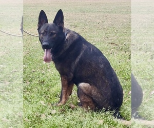 Father of the German Shepherd Dog puppies born on 05/14/2025
