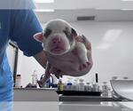 Small Mutt