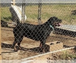 Small Photo #24 Rottweiler Puppy For Sale in RICHLAND, GA, USA