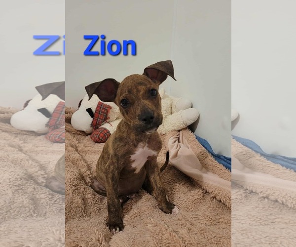 Medium Photo #3 American Pit Bull Terrier-Unknown Mix Puppy For Sale in Des Moines, IA, USA