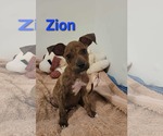 Small #2 American Pit Bull Terrier Mix