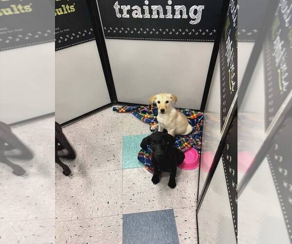 Medium Photo #3 Labrador Retriever Puppy For Sale in Palatine/Kildeer/Buffalo grove, IL, USA