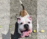 Small Photo #3 Bulldog-Unknown Mix Puppy For Sale in Rockaway, NJ, USA