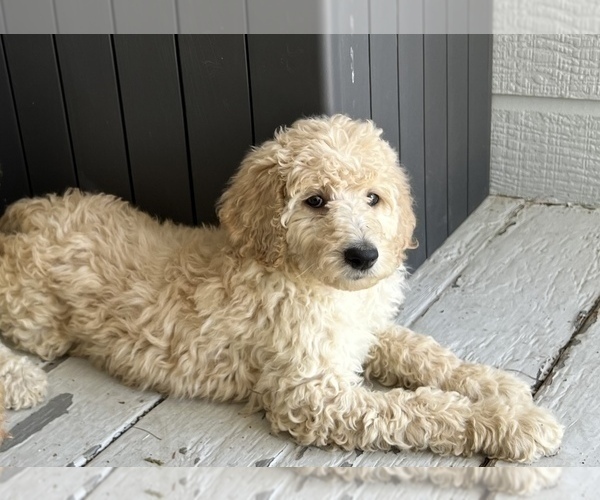 Medium Photo #1 Goldendoodle Puppy For Sale in COLORADO SPRINGS, CO, USA