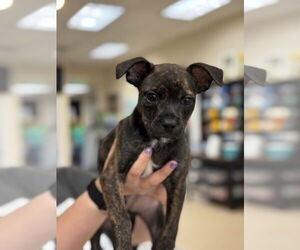 Boston Terrier-Unknown Mix Dogs for adoption in Mundelein, IL, USA