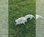 Small Photo #3 Labrador Retriever Puppy For Sale in BURLINGTON, CO, USA