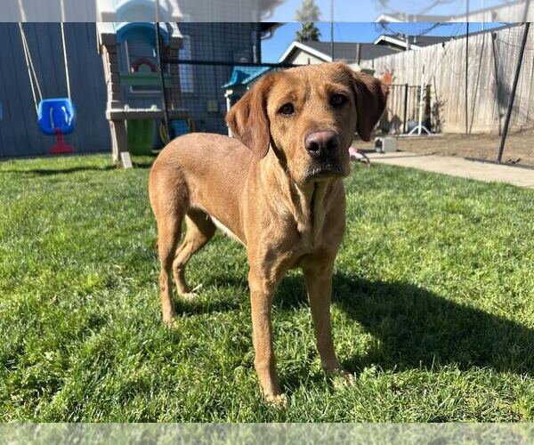 Medium Photo #1 Labrador Retriever Puppy For Sale in Clovis, CA, USA