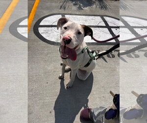 Frodo - Male Bulldog-Unknown Mix Dog for Adoption - Photo #2
