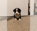 Puppy Yukon Pembroke Welsh Corgi